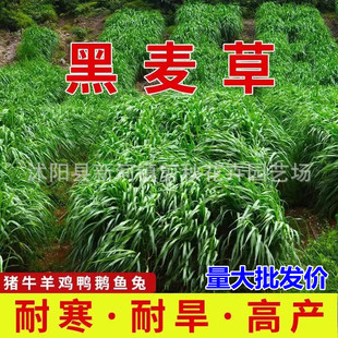 Rye Grass Seeds, Four-Season Pasture, Alfalfa, Cold-Resistant Chicory, High-Yielding Cattle, Sheep, Chicken, Goose, Fish Grass Seeds