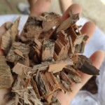 柳树皮1公斤  柳树根中药材 新鲜柳树皮  干柳树皮 柳树皮