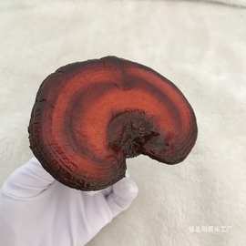 柜台人参拍摄道具中医药材标本塑料灵芝模型展示西洋参