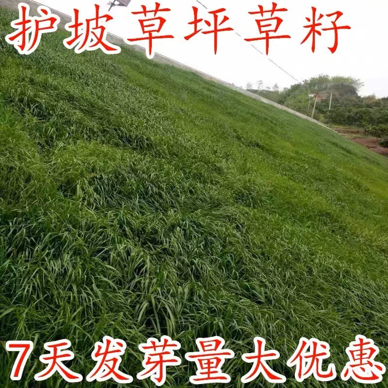 Дерн семена травы вечнозеленые во все сезоны озеленение бермудаграс семена защиты склонов Манила Бермуды высокий овсяница семена ржи травы