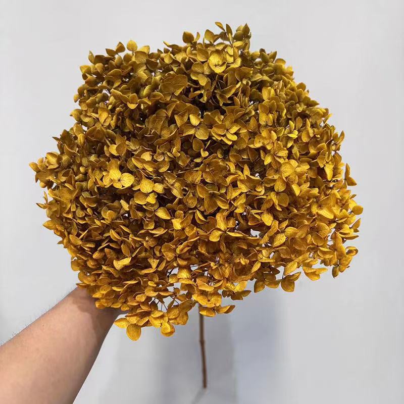 Yunnan Anna Hydrangea Flower Wholesale DIY Flower Preservation Flower Materiales de Regalo de Navidad