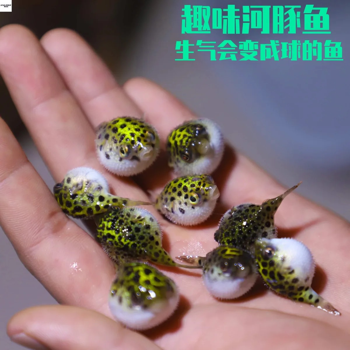 潜水艇小河豚观赏鱼好养耐活吃螺会生气的气泡鱼活体巧克力娃娃鱼