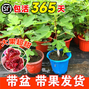�o������������Ԏ��������t��ƤͥԺ�ϱ����Nֲ�ͺ���������Ʒ�N