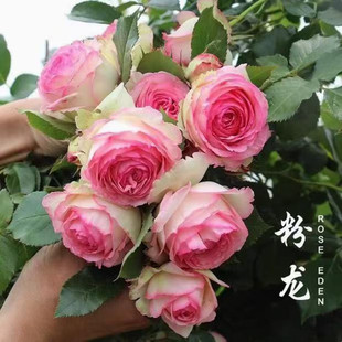 ��ɫ��ɳ��ʯ�¼������ٱ������Nޱ����ͥԺֲ����������¼�����