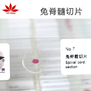 Student Biological Teaching Rabbit Spine Slice Microscope Animal Tissue Cell Slide Observation Experiment Teaching
