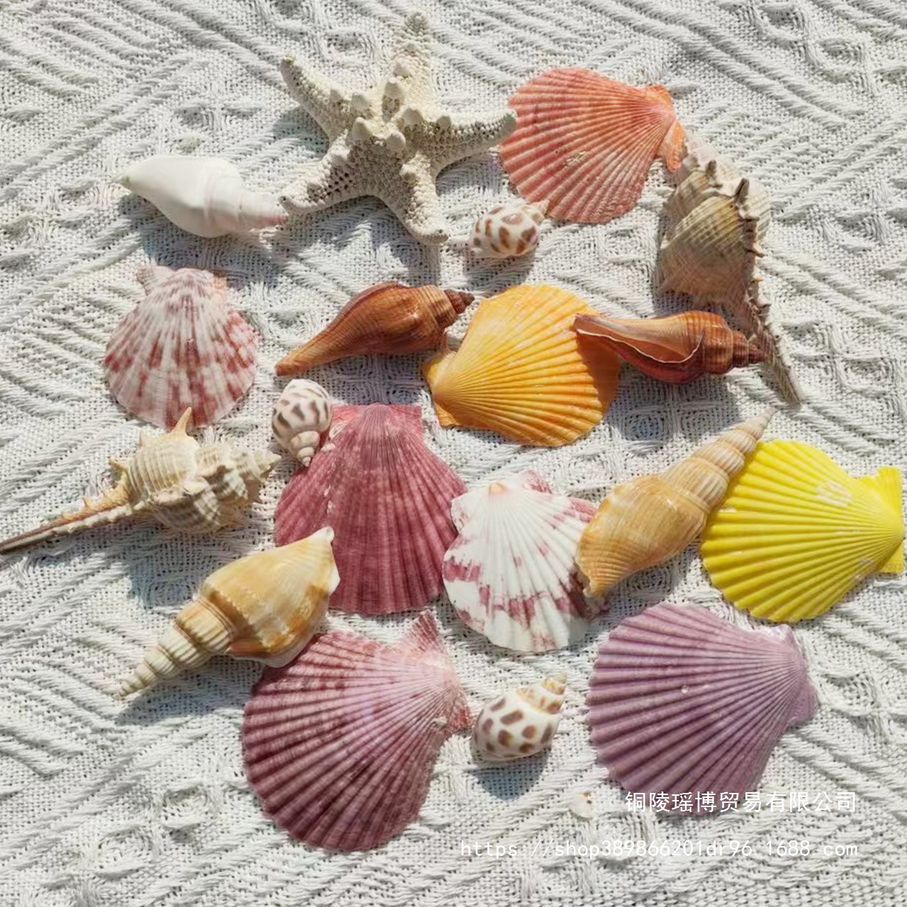 鱼缸造景海螺壳贝壳海星手工diy壳天然贝壳大相框海螺幼儿园海胆