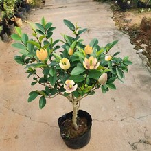 һ�����l��Ц�����������ļ��_�������ͻ���ֲ��ͥԺ�̨���B�׻�