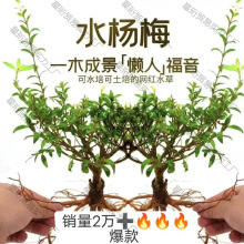 �G�~���쾰ԭ���Bˮ��ˮ��÷�҃ȾGֲˮ��ֲ��ֲ������Ϙ�ˮꑸ�