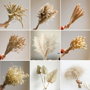 Natural Dried Reed Flowers, Real Flower Pampas Grass for Living Room Decoration, Soft Furnishings for Guesthouse Model Rooms, Reed and Wheat Bouquet