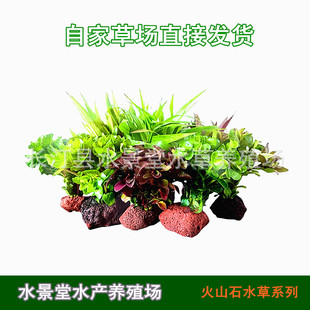Fish Tank Landscaping Lazy Water Plants Medium Background Grass Volcanic Stone Water Plants Aquarium Novice Package Water Banyan Live Plants