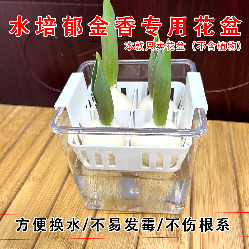 植栽バスケット付き水耕チューリップ植木鉢、水耕球根、水交換が簡単なガラス製品、透明なチューリップ花瓶|undefined