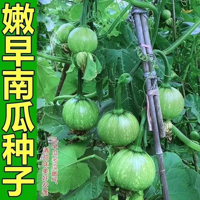 Строка Белл семена тыквы нежные семена рано строка Белл маленький огурец раннее созревание нежная тыква в горшке маленькие тыквенные семечки