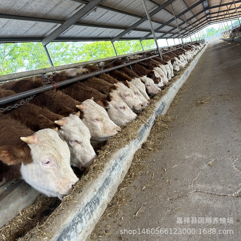 改良肉牛犊 杂交肉牛犊 西门塔尔牛利木赞牛苗哪里便宜