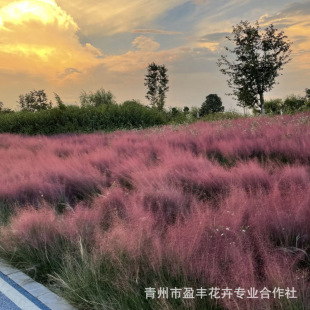 Pink Floral Landscape Engineering Seedlings, Perennial Ground Cover Pink and Purple Miscanthus, Shandong Base Pink and Purple Miscanthus Seedlings
