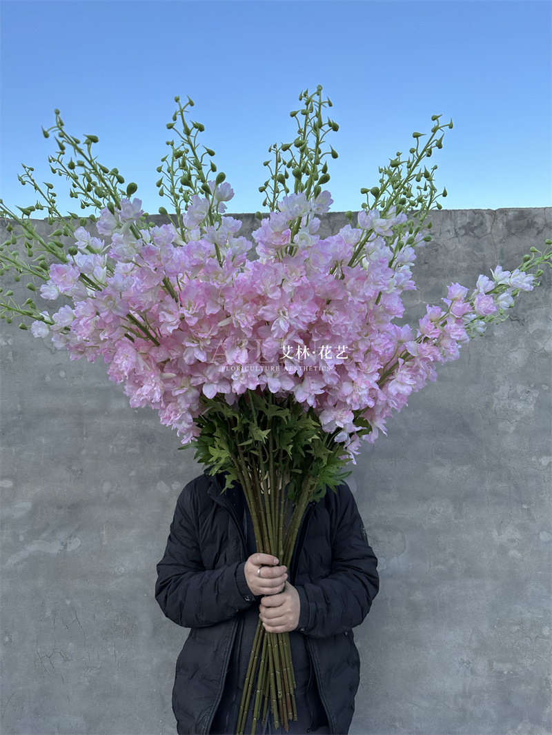 Extra large delphinium