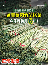 竹竿菜园搭架蔬菜黄瓜番茄豆角架杆竹篱笆栅栏小竹子细竹竿葡萄架