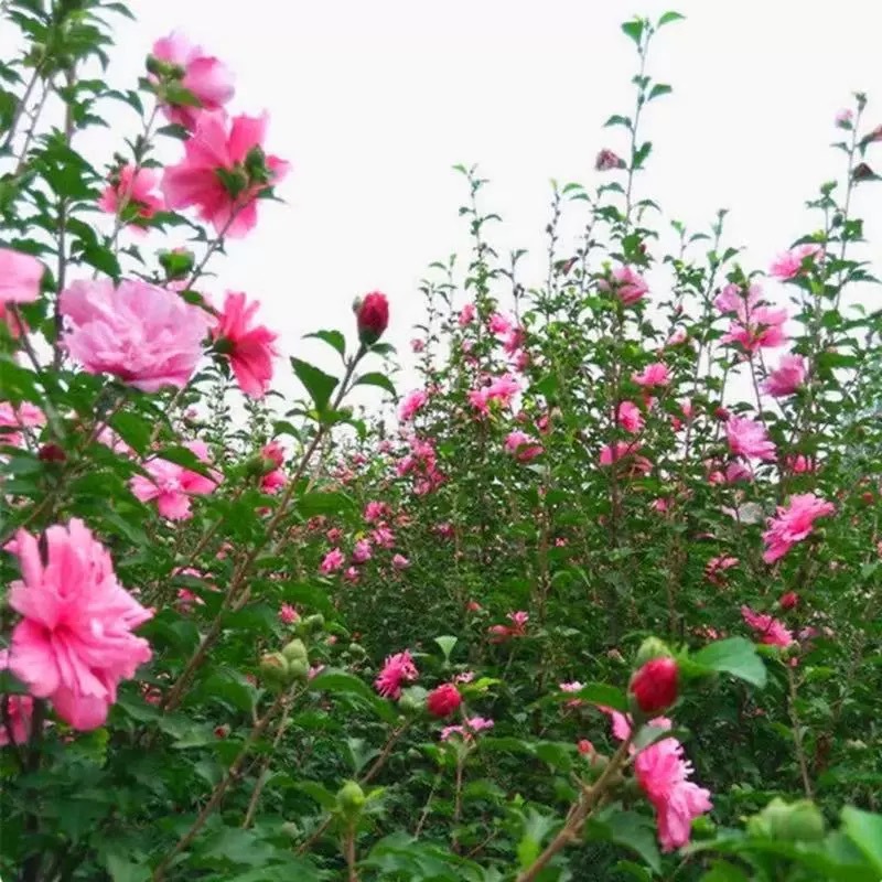 木槿花盆栽重瓣大花花苗耐寒耐热花卉苗木、木槿树苗