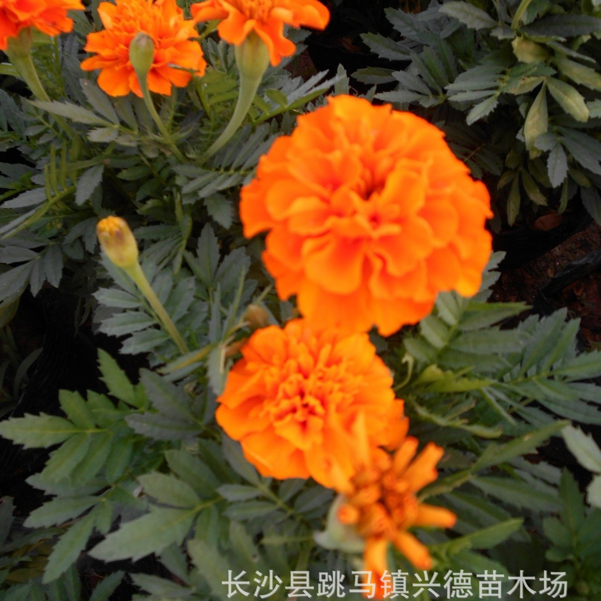 批发时令草花 湖南四季草花孔雀草三色堇矮牵牛木春菊品种多