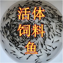 鱼活体鱼苗饲料鱼麦穗鱼活鱼喂鳜鱼金龙鱼桂花鲈鱼龙鱼鳄龟小乌龟
