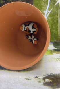 �����C ����C ��ֳ�� ����С�� ���� ɺ���� lps sp ����;����