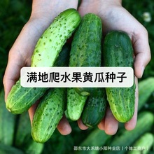 �M�����S�ϷN�Ӳ���ܰ���ˮ��С�S���������ļ������߲˷N�Ѵ�ȫ