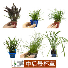 中后景杯草紫红针叶柳针叶皇冠香香草雨裂羽裂越南古精泰国水剑