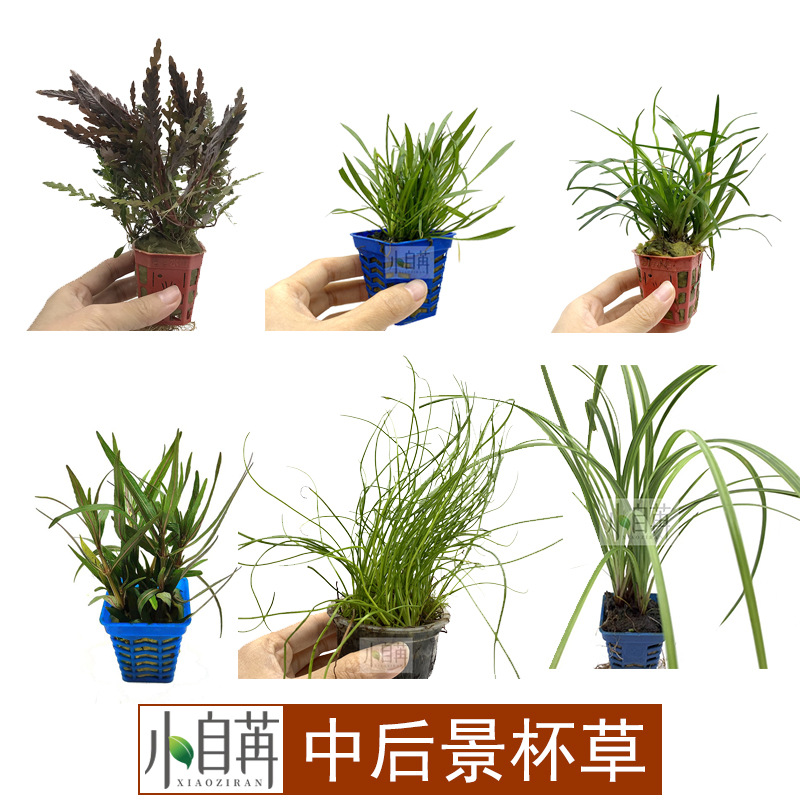 中后景杯草紫红针叶柳针叶皇冠香香草雨裂羽裂越南古精泰国水剑