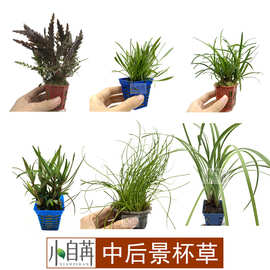 中后景杯草紫红针叶柳针叶皇冠香香草雨裂羽裂越南古精泰国水剑