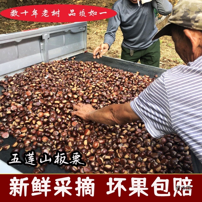 山东五莲山板栗新鲜小油栗小栗子野生小板栗毛栗子生栗子黄心现