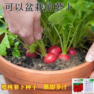 ���ڙ����}���N�Ӵ�ȫˮ������������}�����ļ��N���̨�Nֲ