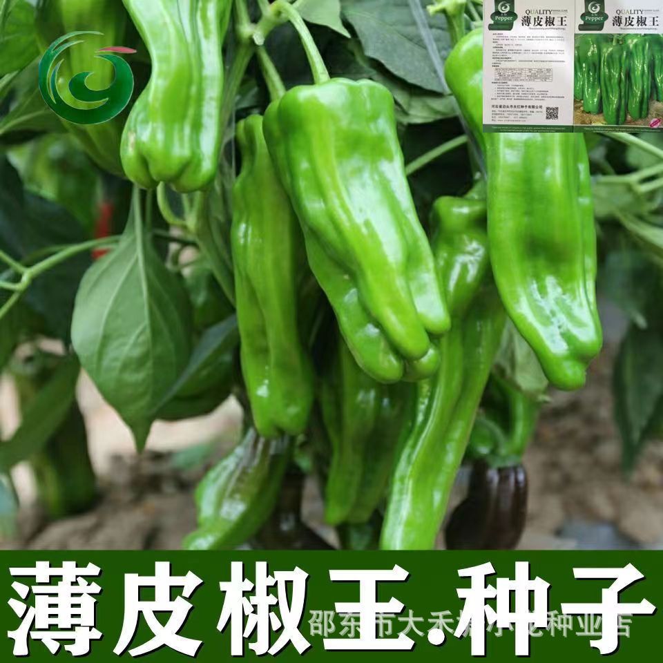 早熟薄皮青椒种子 四季播蔬菜种子 庭院大田阳台可盆栽皱皮辣椒籽