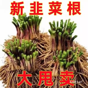 �@ˇ�˸��r���Nֲ�ͺ������߲���²˸���������С�~���~�N���ʳ