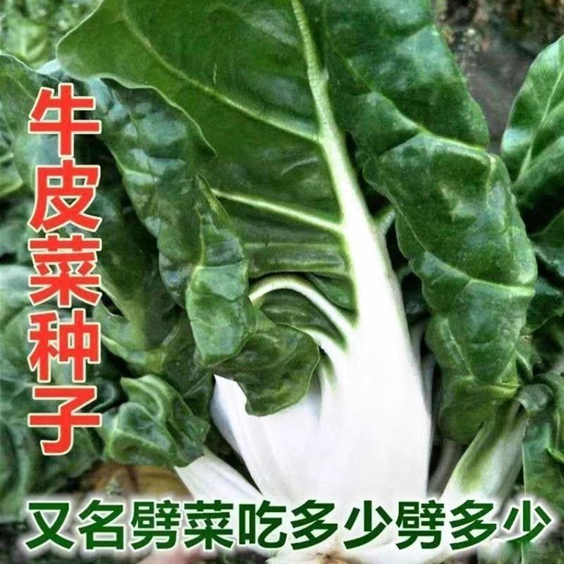 青梗大叶厚皮菜种子春秋四季重庆四川牛皮根达菜劈菜莙荙蔬菜种籽