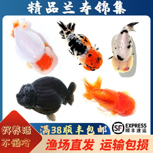 ��Ʒ�m�۽��~������ţ������~�^�p�~������B�m�ۻ��~��ˮī����