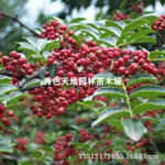 泰安一号花椒苗树大红袍无刺盆栽当年结果四季种植麻椒青花椒大苗