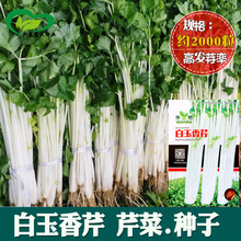 白玉香芹种子芹菜种籽大肉西芹白梗芹菜原装四季蔬菜种子大全批发