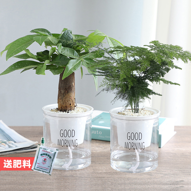 [가성비 클래식 화분 2개] 머니트리 + 아스파라거스 + 무료비료