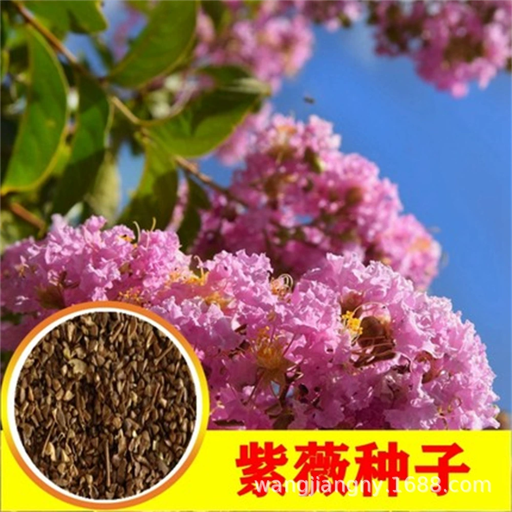 Новый урожай семян лагерстроемии индикаторная лагерстроемия цветок индикаторная лагерстроемия семена дерева огненный шар красная ракета индикаторная лагерстроемия многолетняя индикаторная лагерстроемия