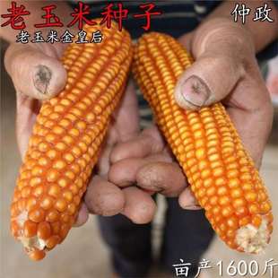 Old Varieties of Yellow Corn Kernels Can Be Saved as Seeds. Non-Gmo Farm Stupid Corn Seeds Can Be Saved as Seeds