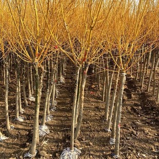 �S�𻱘����֦�����䴹֦��צ���e��ͥԺ�G�����L��������������