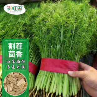 �������N�Ӷ�β���С����N�ݴ��ļ��߮a�����߲˷N��֧�ִ��l