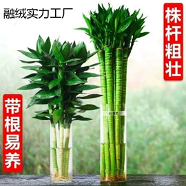 盆栽;乔木;花盆容器