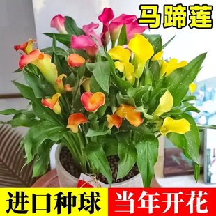 ��ɫ�R��ɏ����M�ڷN���҃��������Զ������ߙn�ļ����N�r��ֲ��