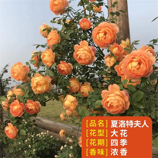 �����ط��˝����ʹ��{��ɫ�¼���������ļ��_õ�廨���ֲ̨��