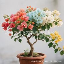 【跨境供货】三角梅种子爬藤重瓣三角梅种籽四季开花红九重梅种子