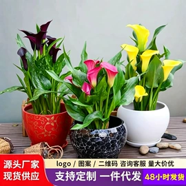 种子;盆栽;种球