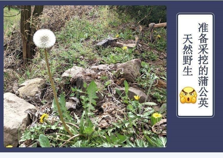 Roasted Dandelion Root Tea Pu Gong Ying Gen 250g Canister Dried Coarse Root Herbal Infusion preparation