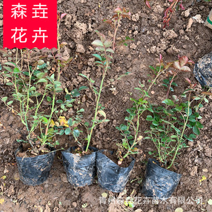 �ر��¼� �������l�ر��¼� ��������������ă����l�ر��¼�