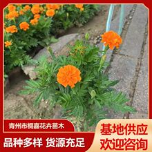 基地供应宿根花卉孔雀草花苗盆栽草花橘红黄色盆栽杯苗