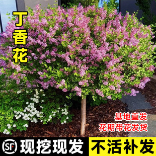 �W�޶��㻨��������С����ɫ�̨ͥԺ�Gֲ�ﻨ������ļ������ͺ�